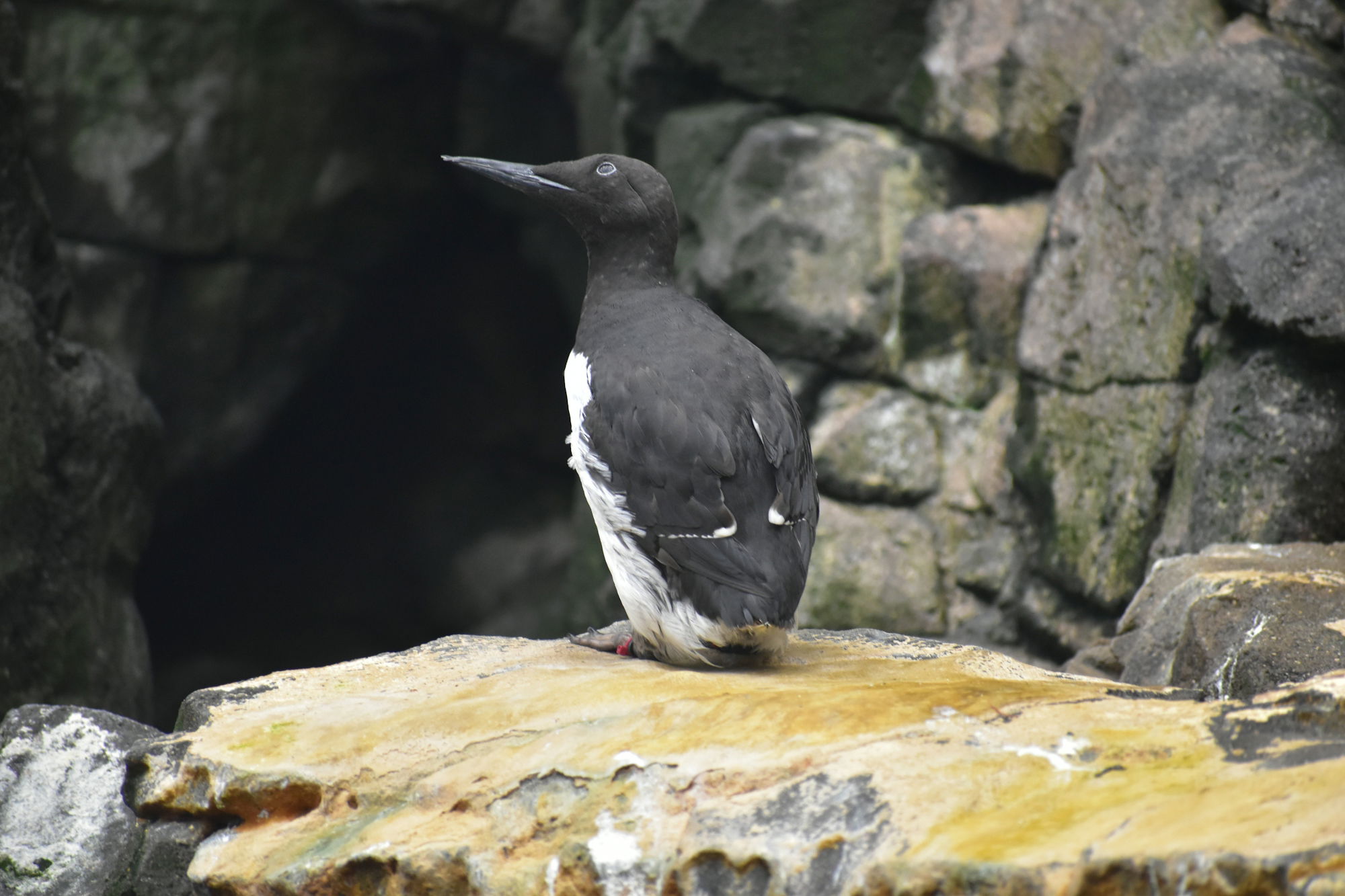 A black and white bird sitting on a rock